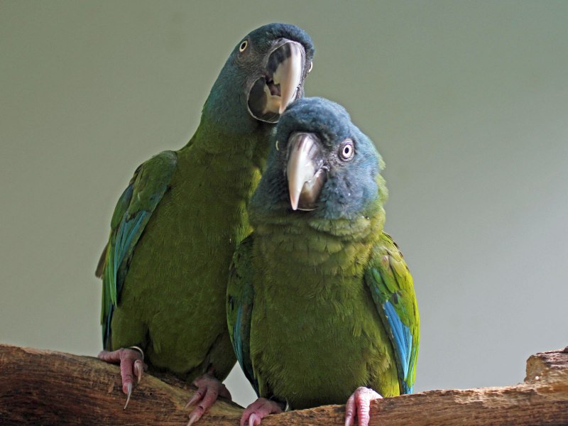 Primolius couloni