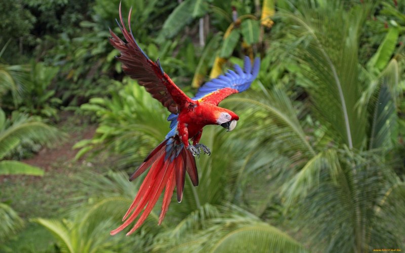 Blue Macaw попугай