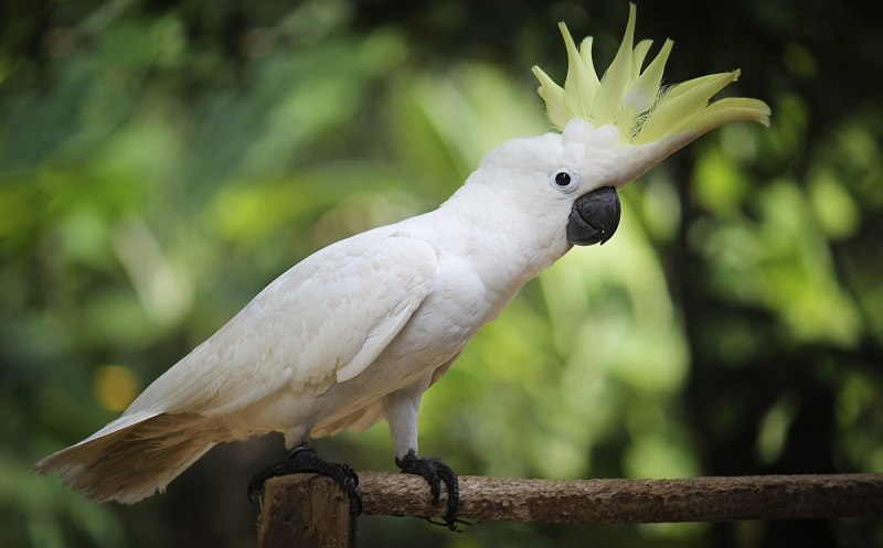 Guacamaya Каракас