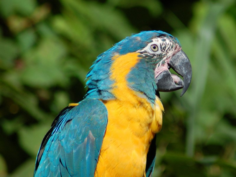 Blue & Gold Macaw Parrots