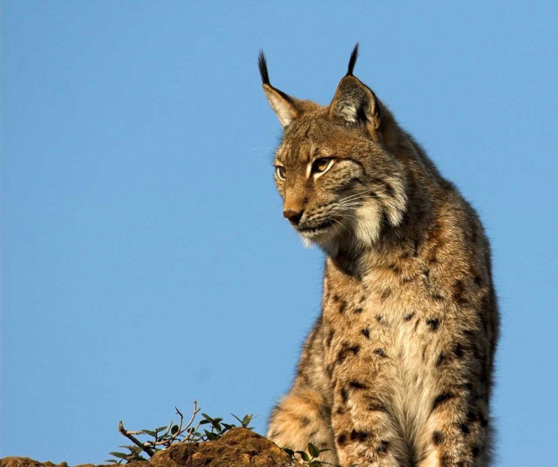 Обыкновенная Рысь Lynx Lynx