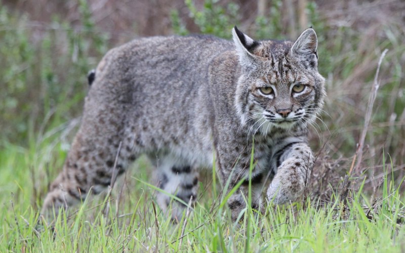 Рысь Кавказская (Lynx Lynx dinniki Satunin, 1915).