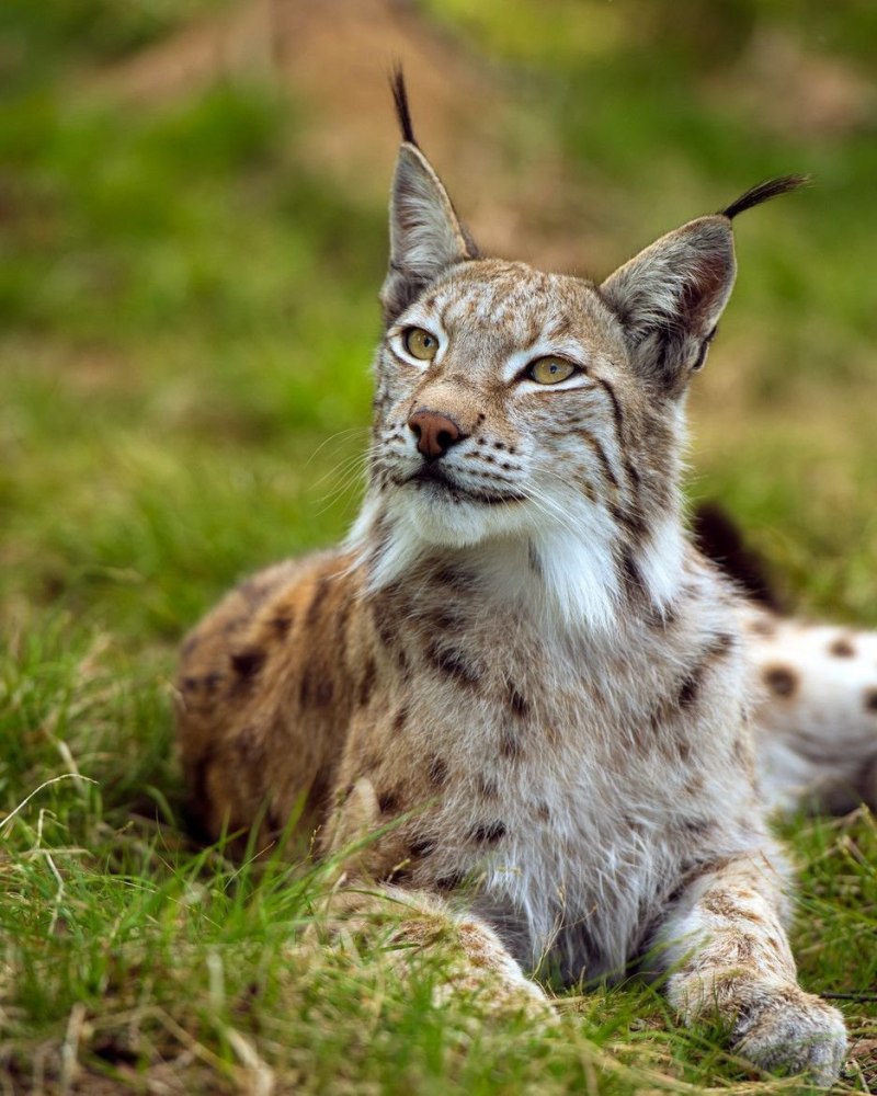Рысь Кавказская (Lynx Lynx dinniki Satunin, 1915).