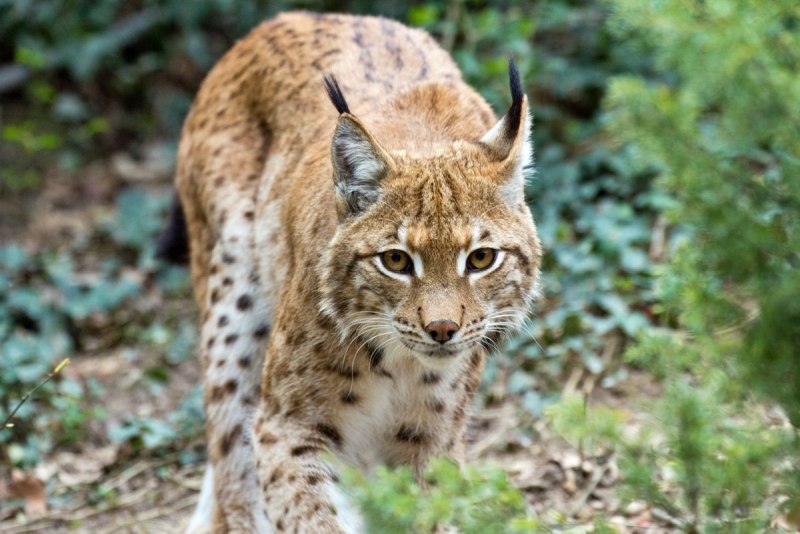 Lynx Рысь