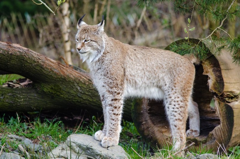 Обыкновенная Рысь Lynx Lynx