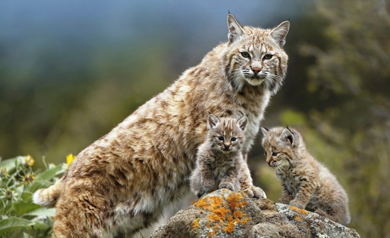 Рысь Кавказская (Lynx Lynx dinniki Satunin, 1915).