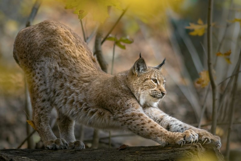 Рысь — Lynx Lynx