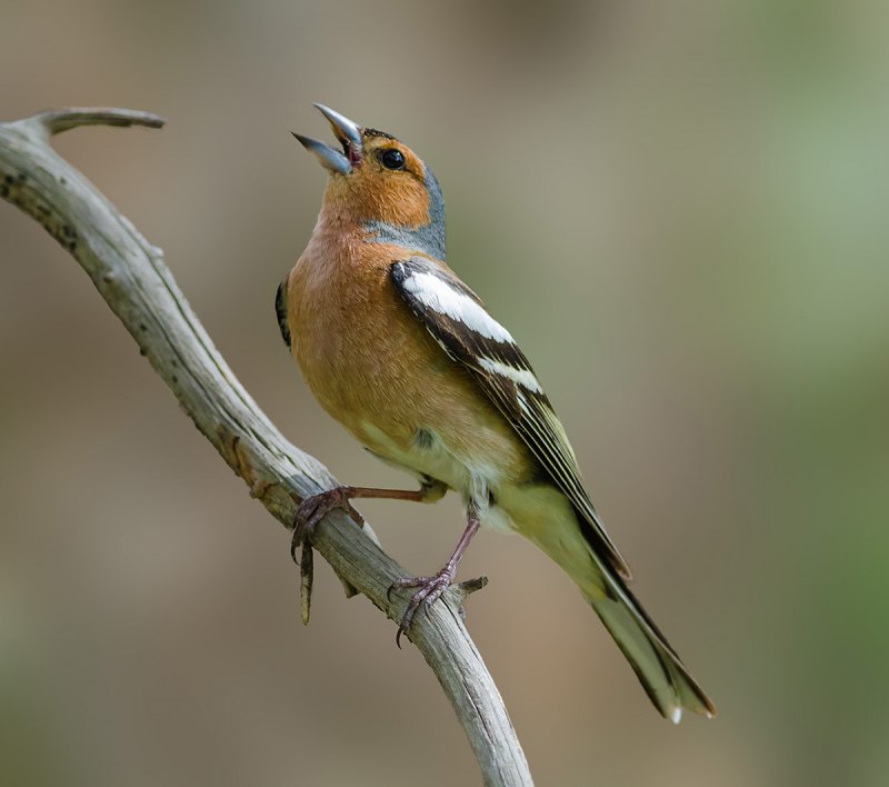 Fringilla COELEBS птенец