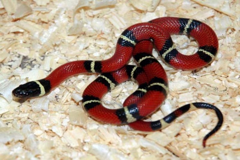 Стройная подвязочная змея Thamnophis elegans