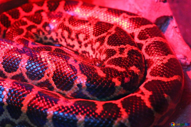 Змея Corallus caninus