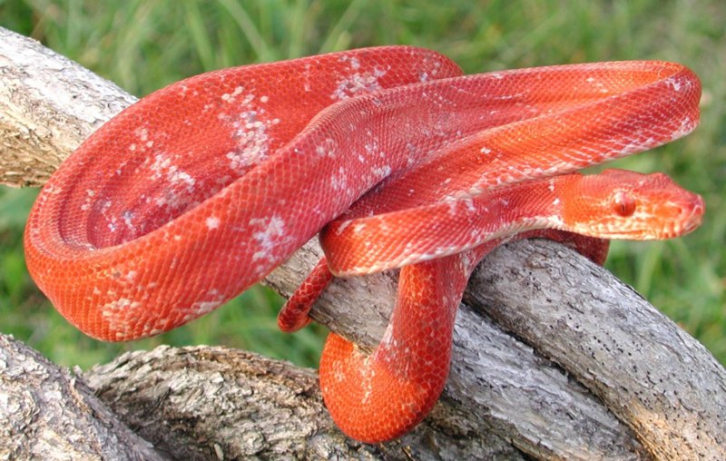 Epicrates striatus