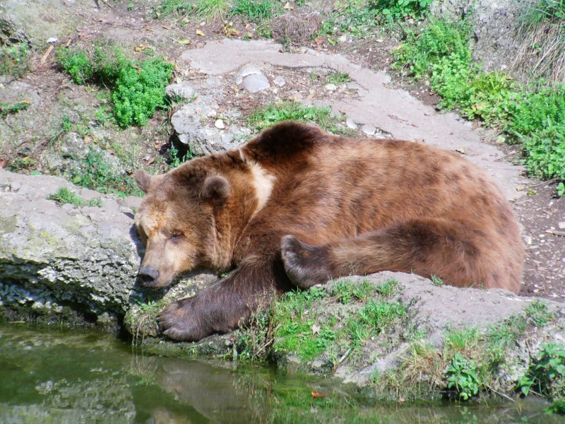 Гималайский белогрудый медведь