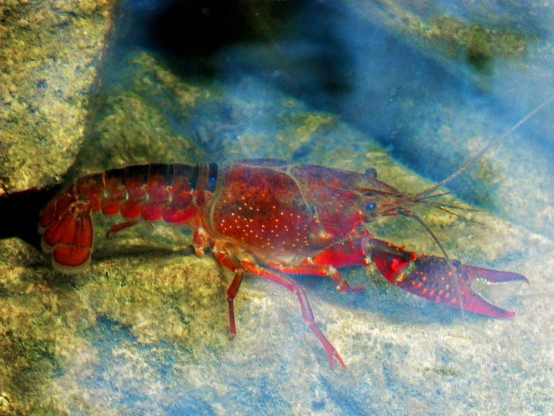Корнеголовые ракообразные