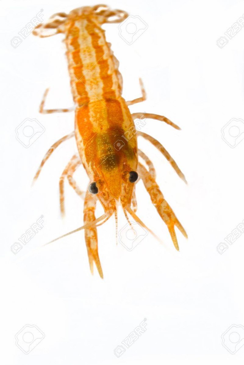 Lobster Mini Mexican