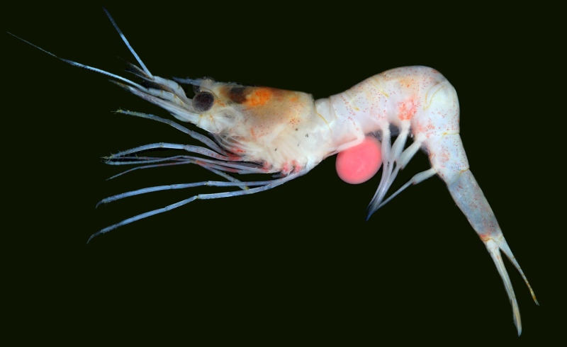 Procambarus alleni синий Флоридский рак.