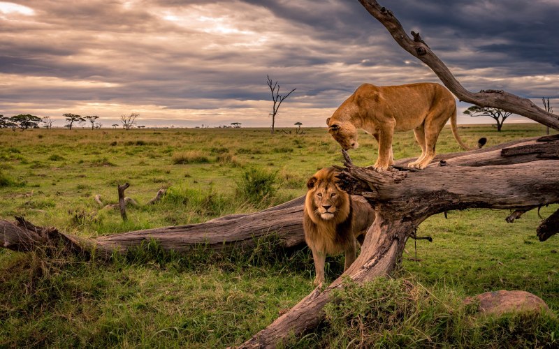 Капский Лев (Panthera Leo melanochaita)