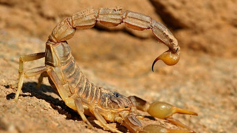 Androctonus amoreuxi