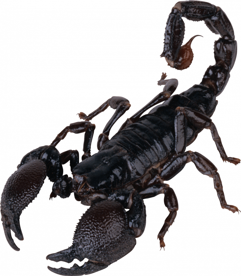 Итальянский Скорпион Euscorpius italicus