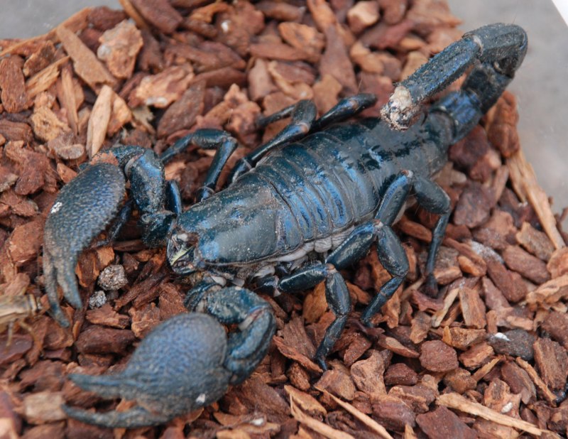 Скорпион Heterometrus spinifer