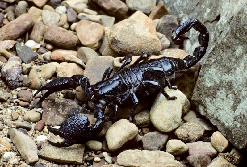 Heterometrus cyaneus