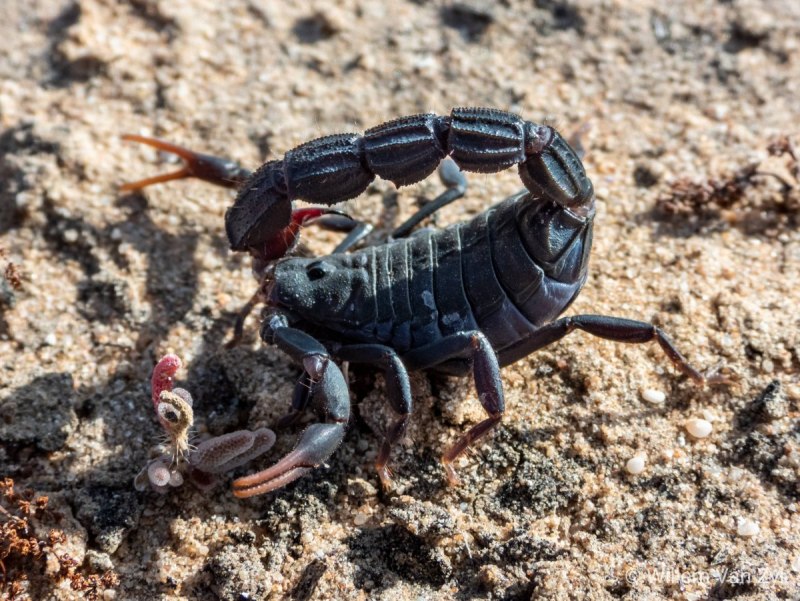Итальянский Скорпион Euscorpius italicus