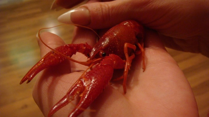 Procambarus virginalis