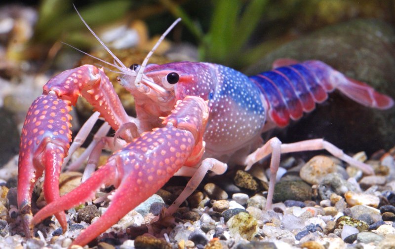 Crayfish лангуст