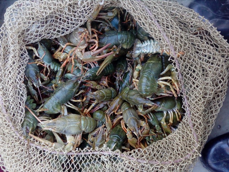 Речная крачка