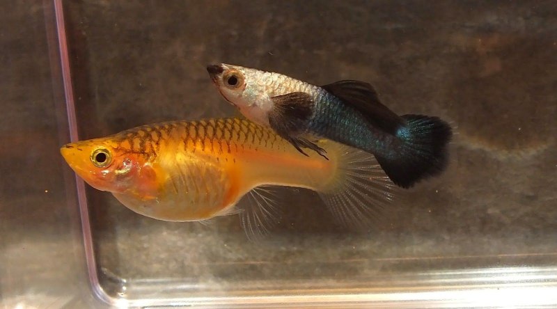 Гуппи Панда Guppy Panda
