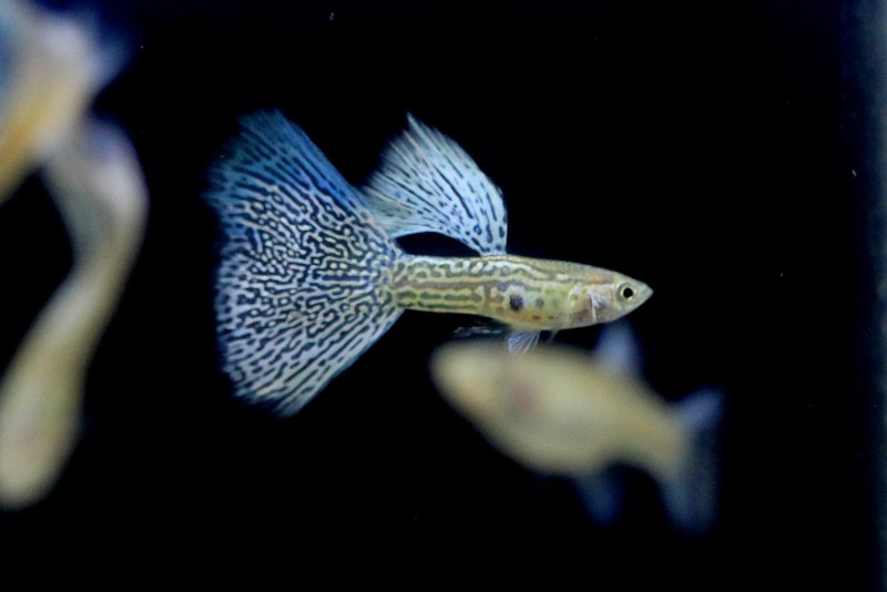 Гуппи Crowntail