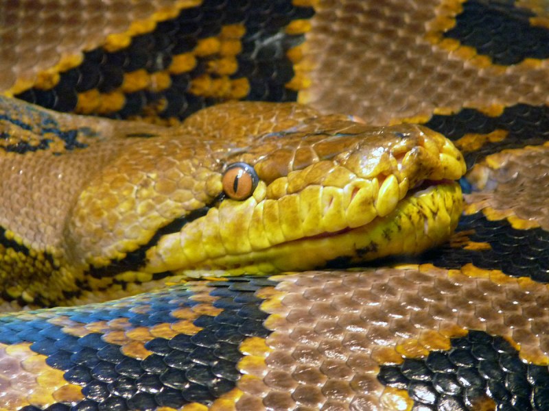 (Python reticulatus) змея