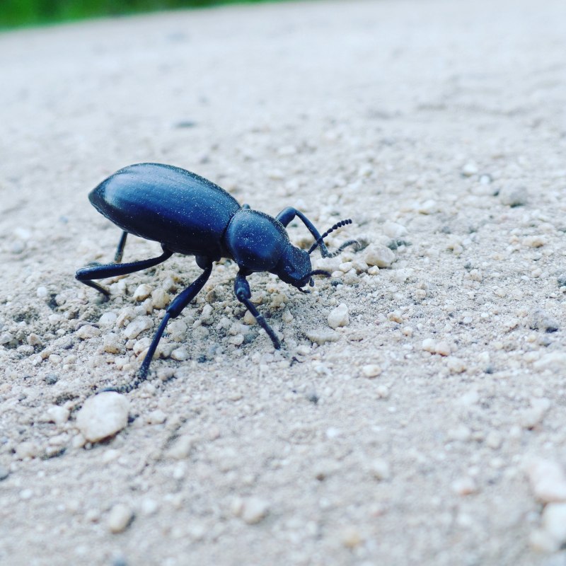 Meloe proscarabaeus Жук