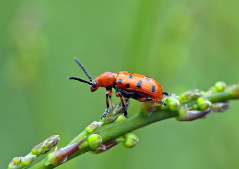 Mylabris sibirica