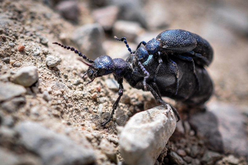 Meloe proscarabaeus