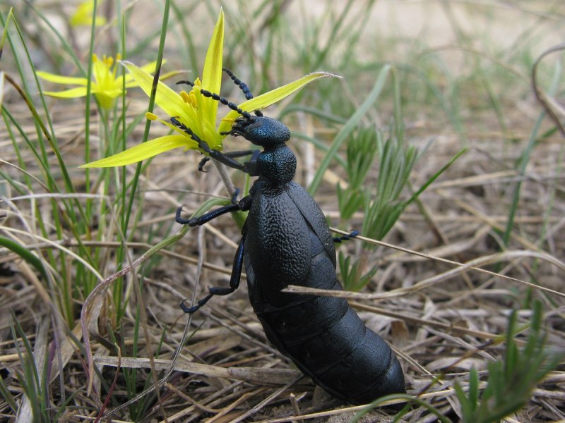 Platycerus caprea