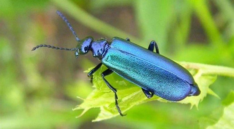 Жук Meloe violaceus