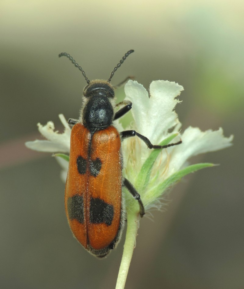 Жук нарывник. (Meloidae)