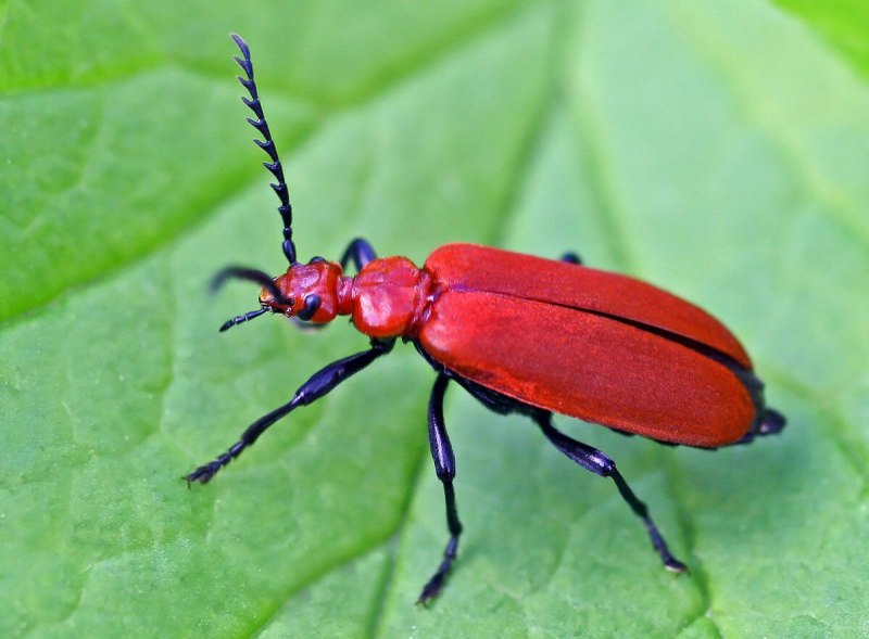 Синий Жук Meloe violaceus