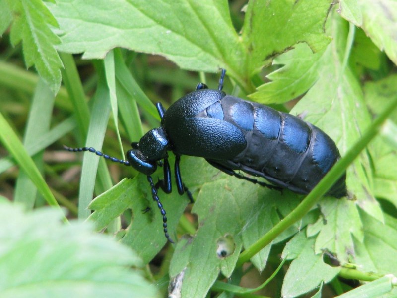 Жук Meloe violaceus