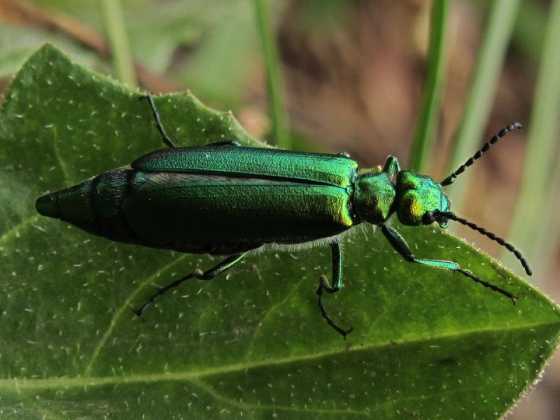 Синий Жук Meloe violaceus