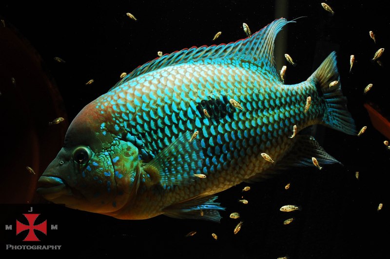 Бриллиантовая цихлазома (Herichthys carpintis)