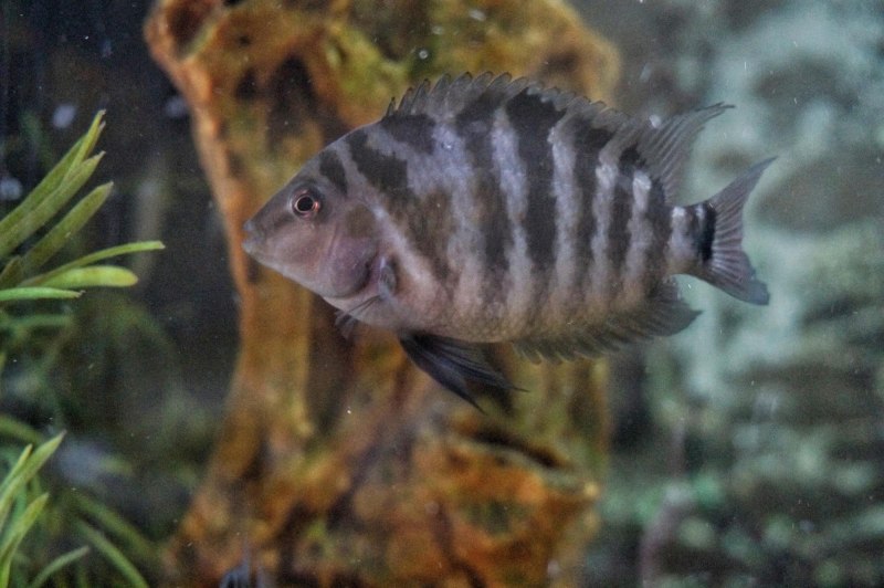 Geophagus Brasiliensis