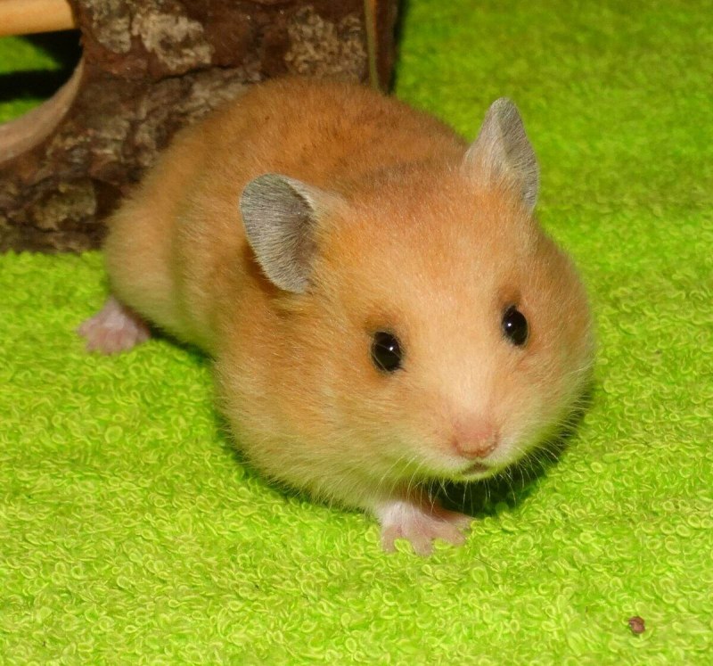 Хомяк джунгарский отряд