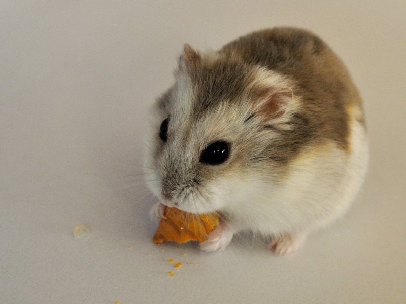 Phodopus campbelli