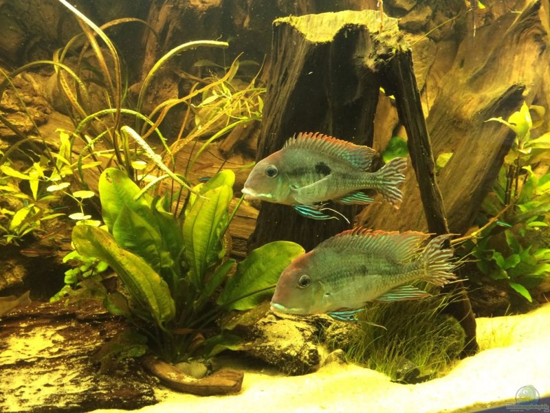 Geophagus argyrostictus