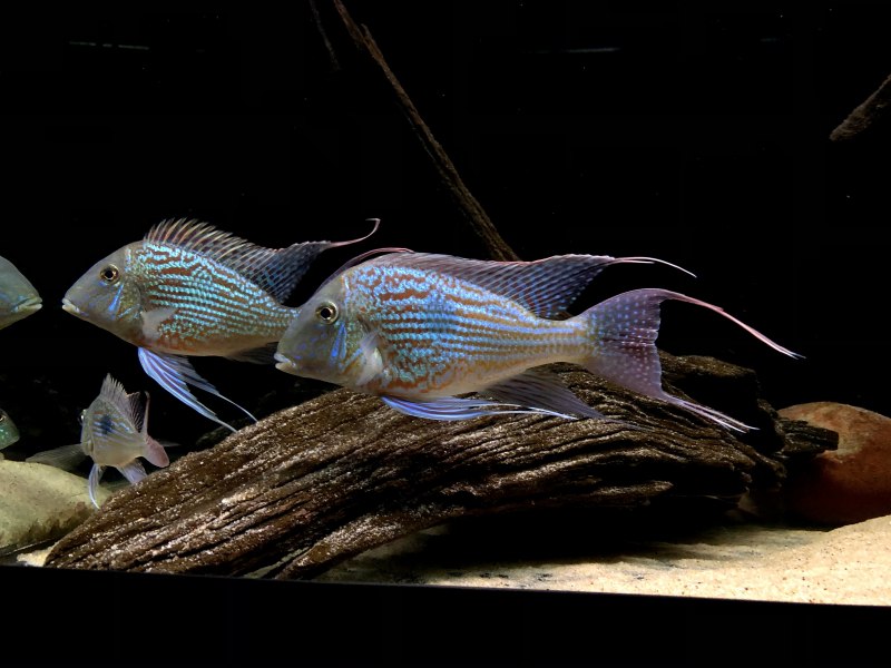 Цихлида Geophagus Brasiliensis