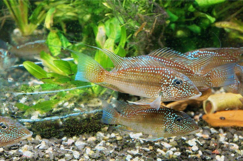 Цихлида Geophagus Brasiliensis