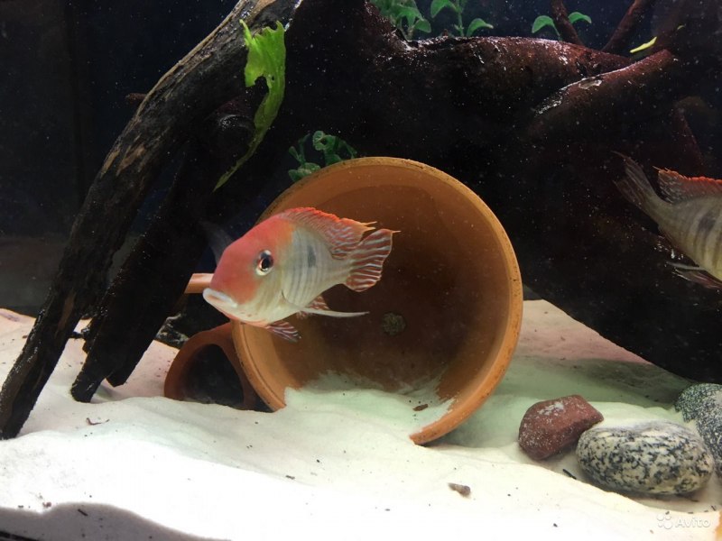 Geophagus altifrons