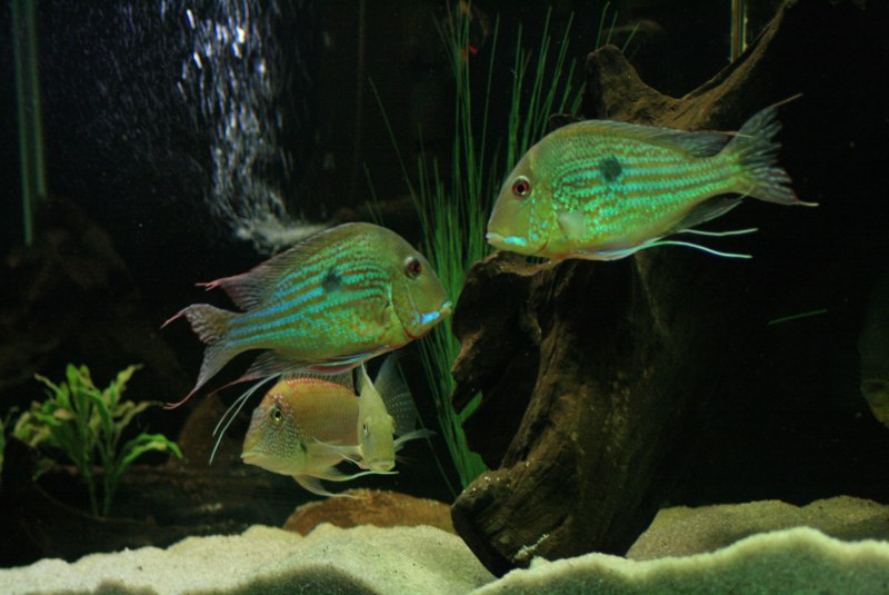 Geophagus megasema