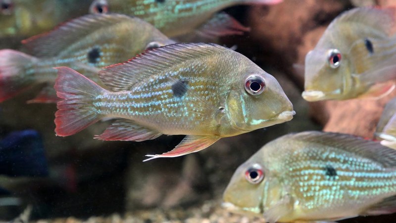 Цихлида Geophagus Brasiliensis